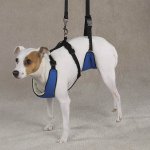 dog-lift.jpg