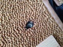 IMG_2803 (Large).jpg