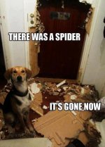 spider.jpg