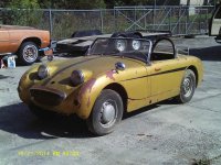 Gold Bugeye.jpg