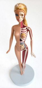 anatomical-barbie-1.jpg