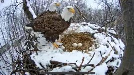 Eagles 2015-03-21 at 10.17.13 AM.jpg Eagles 2015-03-21 at 10.17.13 AM.jpg