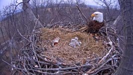 EagleBabies 2015-03-25 at 3.05.46 PM.jpg EagleBabies 2015-03-25 at 3.05.46 PM.jpg