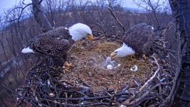 Eagles+2B 2015-03-25 at 11.24.32 AM.jpg Eagles+2B 2015-03-25 at 11.24.32 AM.jpg