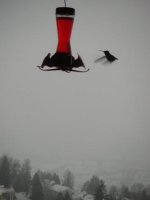 flying in - 20Dec08.jpg