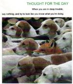 4247-foxythought.jpg
