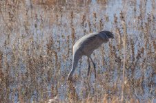 crane_head_buried.jpg