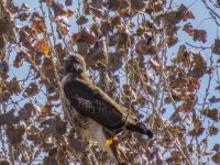 hawk_sx50.jpg