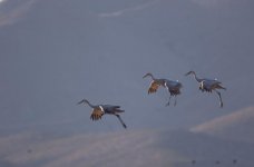 crane flyby.jpg