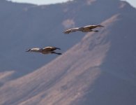 crane flyby-2.jpg