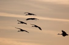 crane flyby-3.jpg