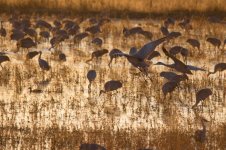 cranes at sunset.jpg