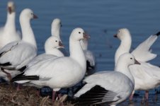 geese.jpg