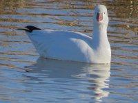 goose.jpg
