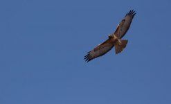 hawk soar.jpg