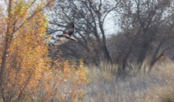hawk soar-3.jpg