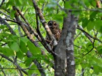 barred owl 02.jpg