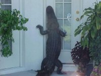 gator.jpg