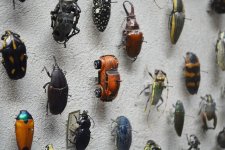 bugs.jpg
