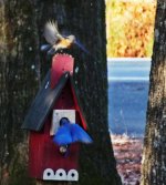 bluebirds01a.jpg