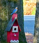 bluebirds03a.jpg