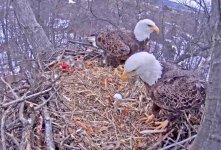 Eagles2016-02-19Egg.jpg