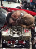 monkey.jpg
