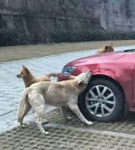 image.jpeg