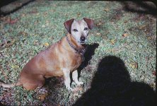 goldie 3a.jpg goldie 3a.jpg