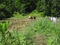 HarrowAfterPlantingPease.jpg HarrowAfterPlantingPease.jpg