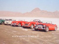 Bonneville Healeys .JPG