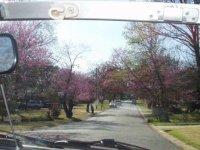 4752-Blooming.JPG