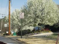 4754-Springishere.JPG