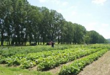 5460-2003gARDENcompressed.jpg