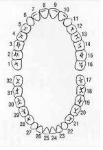 5641-teeth.JPG