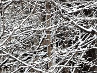 Snowcrop.jpg