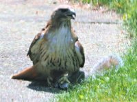 Red-Tail and victim.jpg