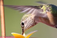 Hummer_Edgewood-1550.jpg