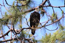 Bald Eagle.JPG