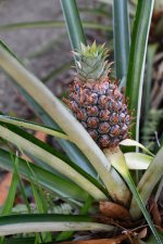pineapple2.JPG