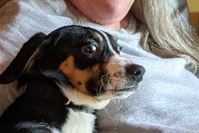 Mickeys_Pup_crop.jpg
