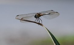 Dragonfly3.jpg
