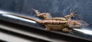 Lizard1.jpg