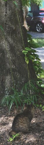 treed1.jpg