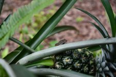 PineappleGuard.JPG