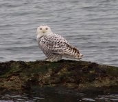 Snowy - Ellynne.jpeg