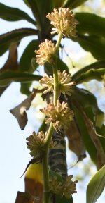 CornBlossom1.jpg