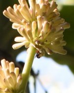 4482BEE.jpg