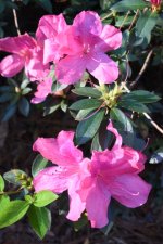 Azalea1.jpg