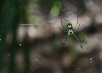 ItsyBitsy61_2.JPG